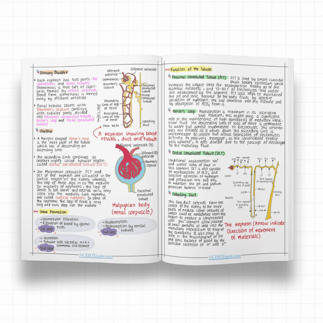 Class 11 Biology Short Notes 2026-27 - Image 4